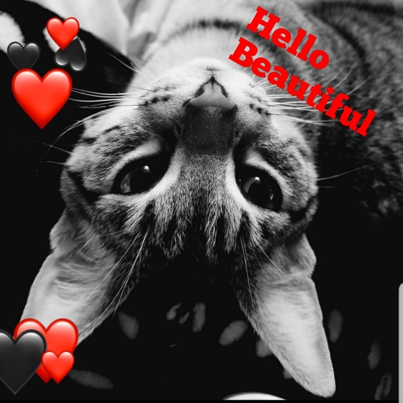 #1 Follow Game - Picture 5 of 7